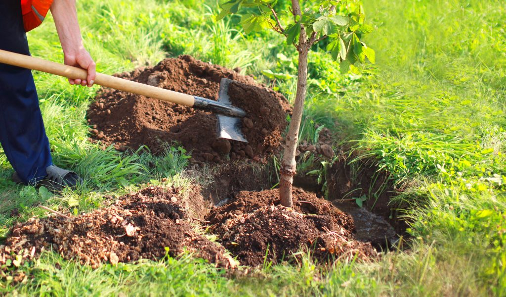 Un homme plante un petit arbre, ses mains tiennent une pelle et creusent le sol