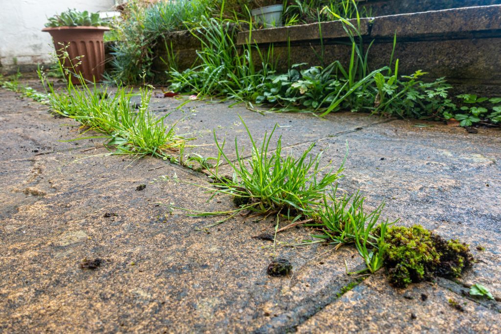 zoom sur des mauvaises herbes poussant entre les dalles d'un patio dans un jardin résidentiel
